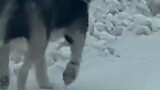 Netizens were cautious when encountering a "snow wolf" while driving, but the "snow wolf" looked bac