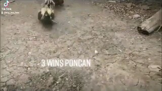 poncan 3x winner