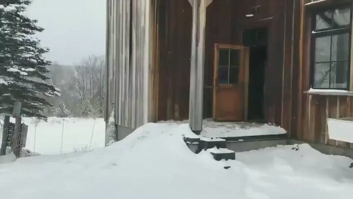 [Animals]The ducks rushing out of the house and coming back at once