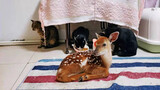Let's watch the daily life of Bambi's childhood!