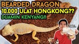 BEARDED DRAGON MAKAN 10.000++ ULAT HONGKONG?? | 10.000 MAELWORMS VS BEARDED DRAGON