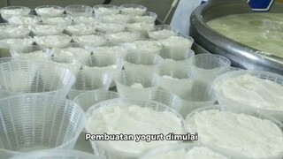 Proses Pembuatan Yogurrt