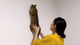 แมวถูกเจ้าของกอดพิงกำแพงเพื่อจับยุง