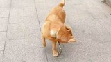 When the dog suddenly lets go of the leash while walking, it also knows to ask the owner to hold the