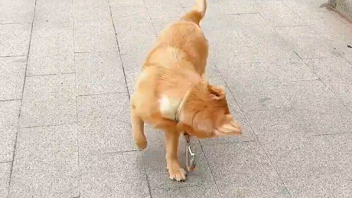 Ketika anjing tiba-tiba melepaskan tali pengikatnya saat berjalan, ia juga tahu untuk meminta pemili