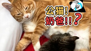 从无法接受到心甘情愿当奶爸，我的猫到底怎么了？！