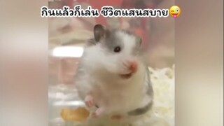 ทำตัวน่ารักไปวันๆ🐹💖