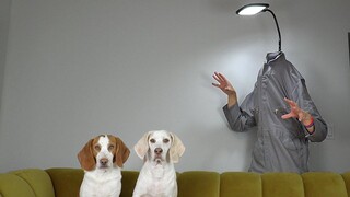 Light Head ในชีวิตจริงกับ Dogs Prank สุนัขตลก Maymo & Potpie พบกับ Light Head