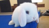 [Động vật]Thỏ trắng thật đáng yêu!