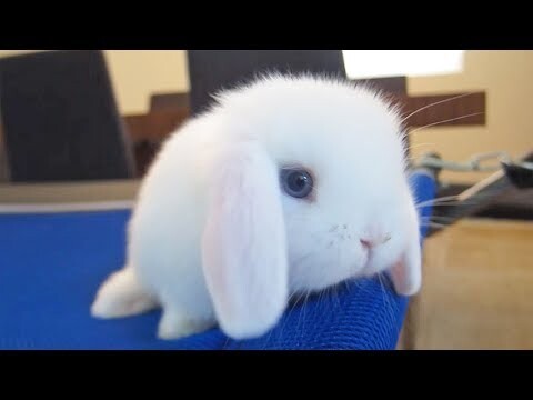 [Hewan]Sungguh kelinci putih yang cantik!