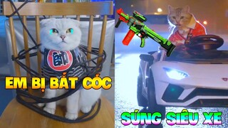 Thú Cưng Vlog | Mèo Và Mun Siêu Quậy #7 | Mèo thông minh vui nhộn | Smart cat funny pets