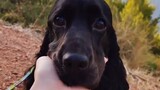 Video by Cute Pet Club (13)