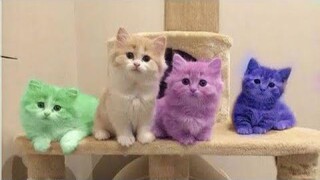 การรวบรวมวิดีโอแมวตลก😺 - วิดีโอแมวที่ดีที่สุดและตลก💯 - เวลาหัวเราะ😂 #2