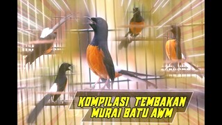 KOMPILASI TEMBAKAN MURAI BATU bikin LANGSUNG NYAUT tambah  GACOR