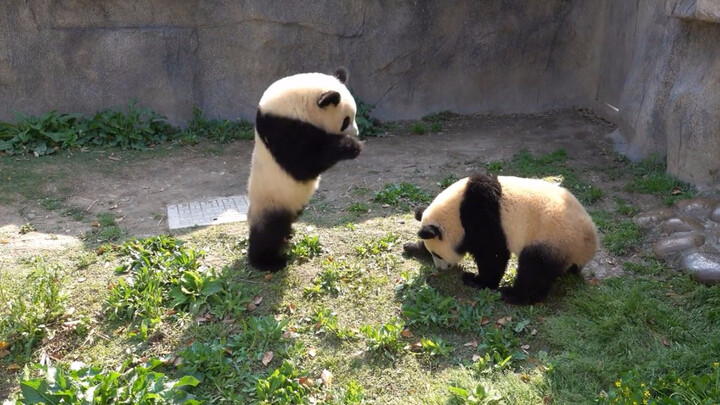 【Panda】Daily Life of Xue Bao and Qian Jin