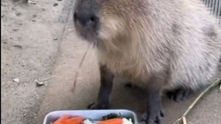 Top 5 Masbro... Capybara Meme