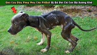 Cuộc Giải Cứu Đầy Phép Màu Một Chú Chó Pitbull Bị Bỏ Đói Chỉ Còn Bộ Da Bọc Xương | Tám Tới Tấp