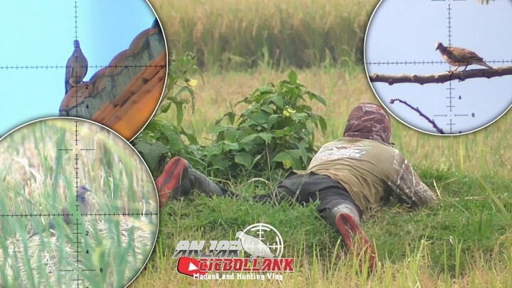 Musim Panen Padi/Anu DRs10 Soni Guci