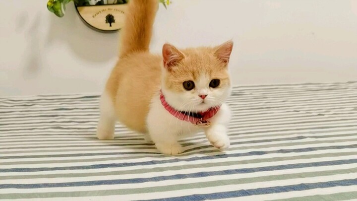 Five little kittens had different reactions when they went to their owner's bed for the first time! 