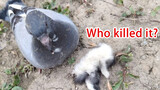A pigeon killed a chick