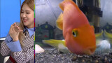 [Selebriti] Rose, Rourou membesarkan seekor ikan yang pintar