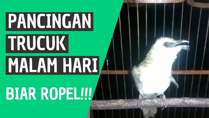 Pancingan Trucuk Ropel Malam Hari Bikin Trucukan Ikut Bunyi