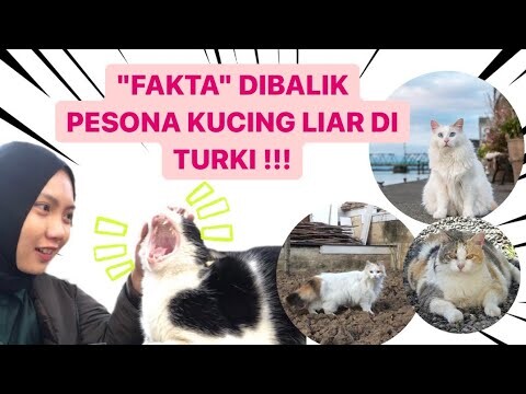 BONGKAR!! Sifat Asli Kucing Turki #vlog