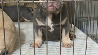 Lilactan frenchbulldog