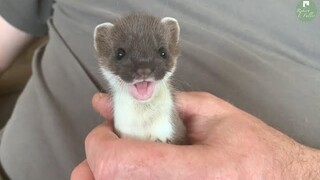 This Adorable Stoat Kit is Now so Playful | Stoat Wildlife Rehabilitation