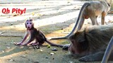 Cute Newborn Baby Calling For Mother When Seeing Mother Monkeys Go Away