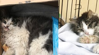 Một chú mèo con xinh đẹp đã được cứu khỏi cơn gió lạnh!