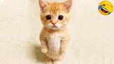 Video Kucing Lucu Banget Bikin Ngakak #24 | Kucing Paling Imut | Video Hewan Lucu