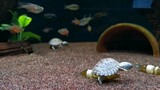 Animal|Underwater Tortoise