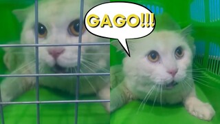 PUSA MARUNONG MAGMURA GRABE! CATS AND DOGS FUNNY PINOY VIDEOS & FUNNY MEMES 2023