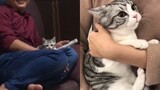 Ibu Menolak Kucing: "Aku Pindah, Tidak Akan Sentuh Kucingmu" - Tapi!