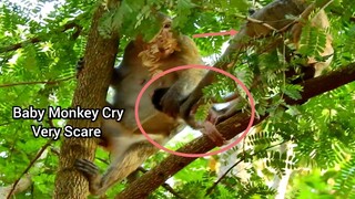 OMG!! Baby Monkey Cry Very Scare Sister​ Pull Body,Mum Monkey Can Protect Her Baby From Spoil Monkey