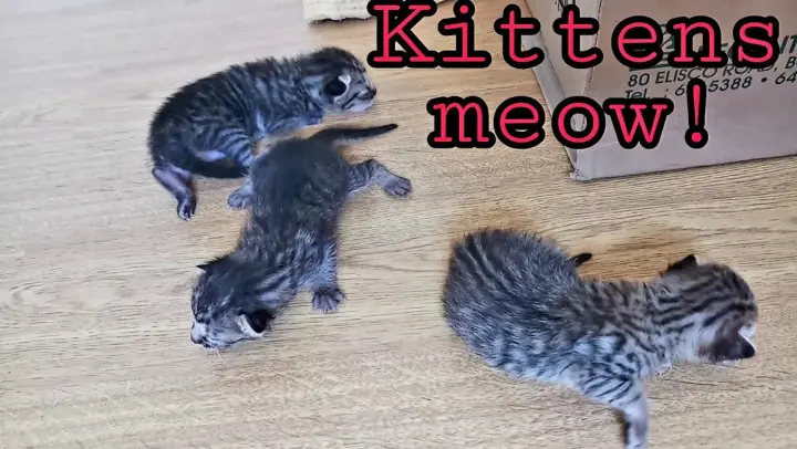 Baby kittens crying for Mom cat||CatsLifePH