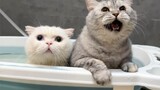 จะเกิดอะไรขึ้นถ้าคุณอาบน้ำแมวด้วยไวน์แมว?