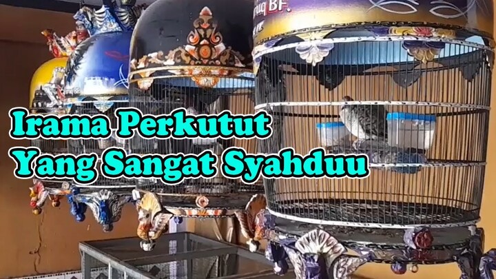 PERKUTUT TRAH IRAMA JUARA RING DOMISOL