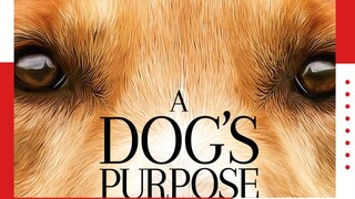 A Dog's Purpose (2017)