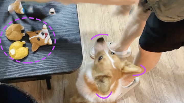 Giving my dogs a doge cake!