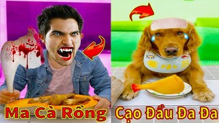 Thú Cưng TV | Đa Đa Thánh Chế #22 | Chó Golden Gâu Đần thông minh vui nhộn | Pets cute smart dog