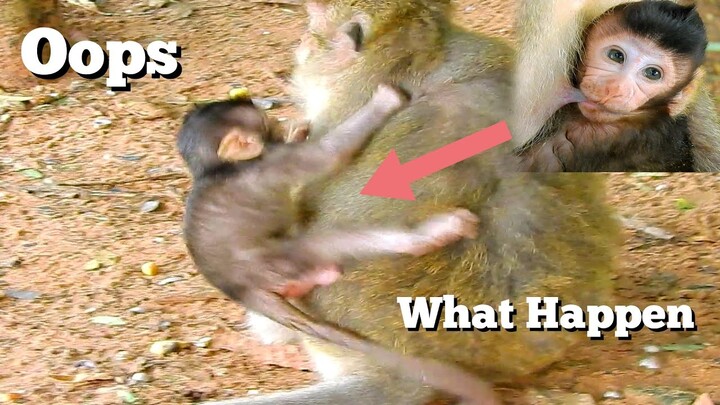 Oops What Happen Baby Monkey Like That, Adorable Baby Monkey Scare Ride On Her Mom's Back