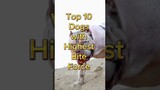 Top 10 dog with strongest bite force 🐕🥵🔥 #shorts #dog #top10