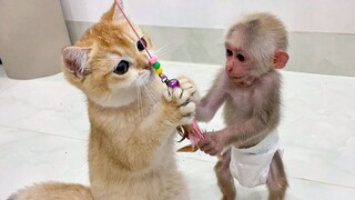巨猫视角！BiBi猴用逗猫棒逗小猫！