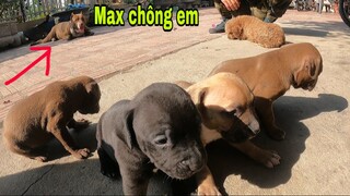 PitBull Max Thợ Săn Số 1 Việt Nam Vừa Làm Anh Vừa Làm Bố