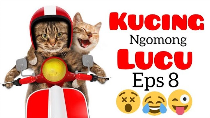 Kucing lucu bikin ngakak|video lucu kucing ngomong #8