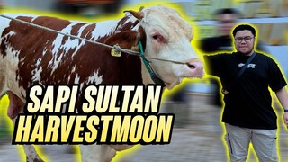 Hunting SAPI KURBAN 1Ton Tapi Yang Satu Pake Kacamata - PROS VLOG