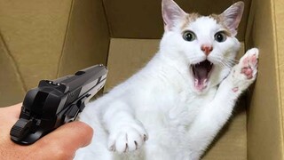 Funniest Animals 2023 🤣 New Funny Cats and Dogs 😺🐶 Part 12