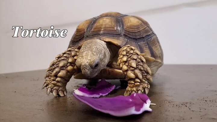 [Animals]Tortoise eating purple cabbages sluggishly